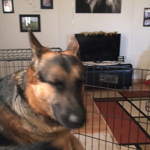 Meet your Posher, Jaxson